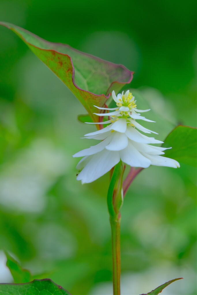 散歩の途中で。6