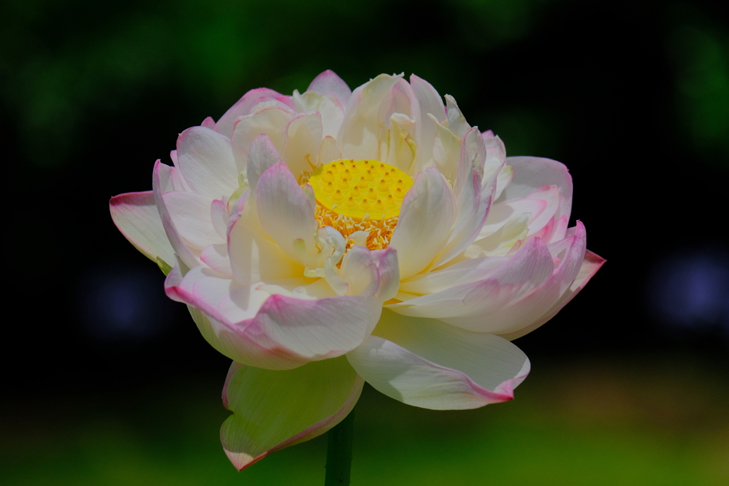 散歩の途中で。