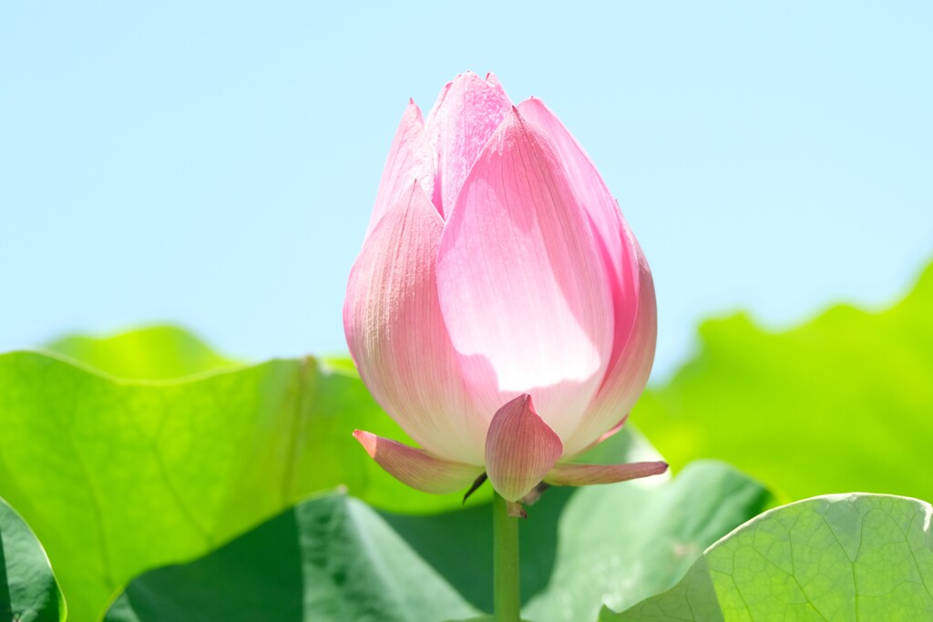 散歩の途中で。