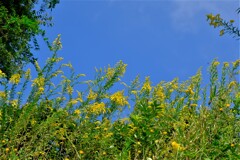 散歩の途中で。１