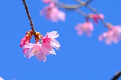 オカメ桜