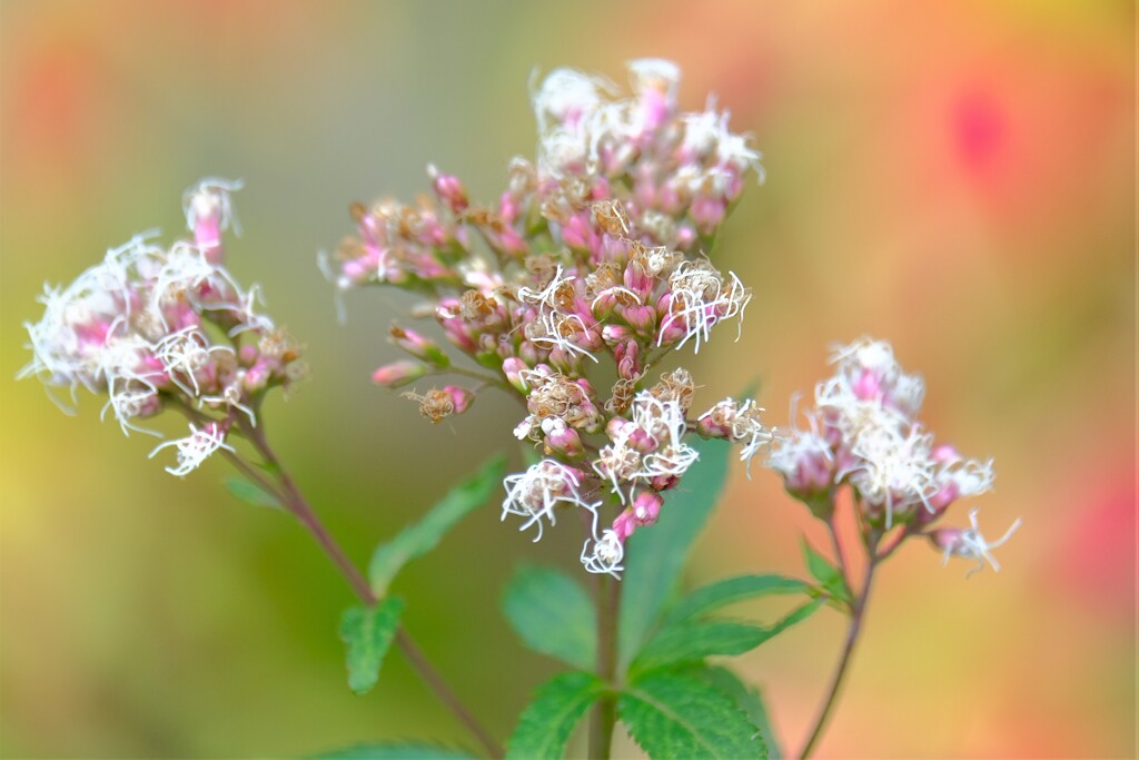 散歩の途中で。Ⅰ