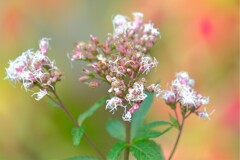 散歩の途中で。Ⅰ