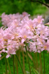 DSCF8274
