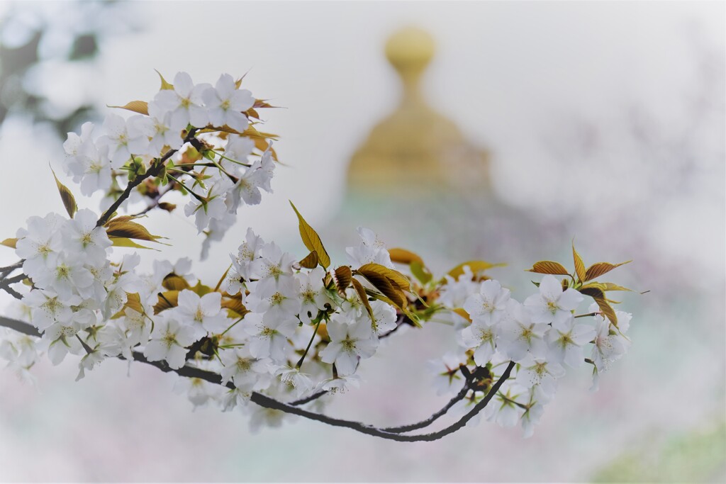 桜