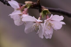 桜