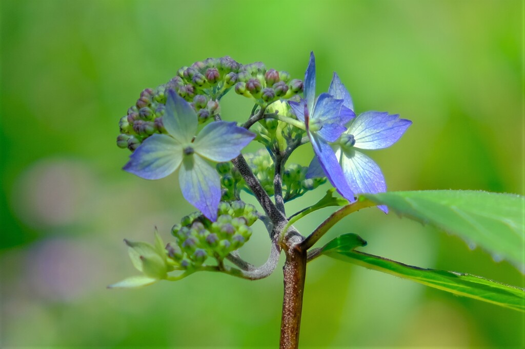 散歩の途中で。（１０）