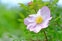 散歩の途中で。（３）