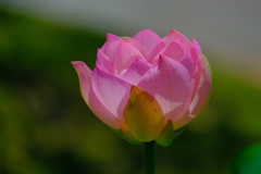 散歩の途中で。(12)