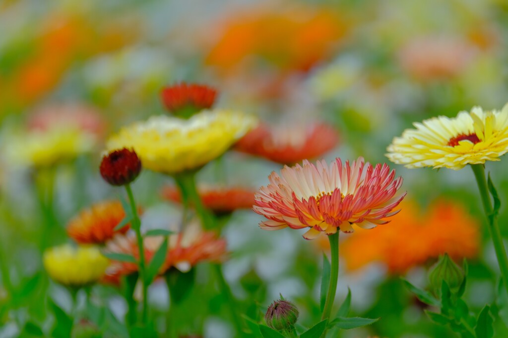 散歩の途中で。（2）