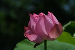 散歩の途中で。