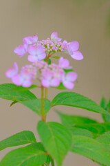 (7)散歩の途中で。2