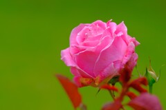 散歩の途中で。１０