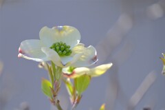 散歩の途中で。12