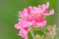 散歩の途中で。