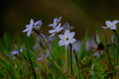 散歩の途中で。⑥