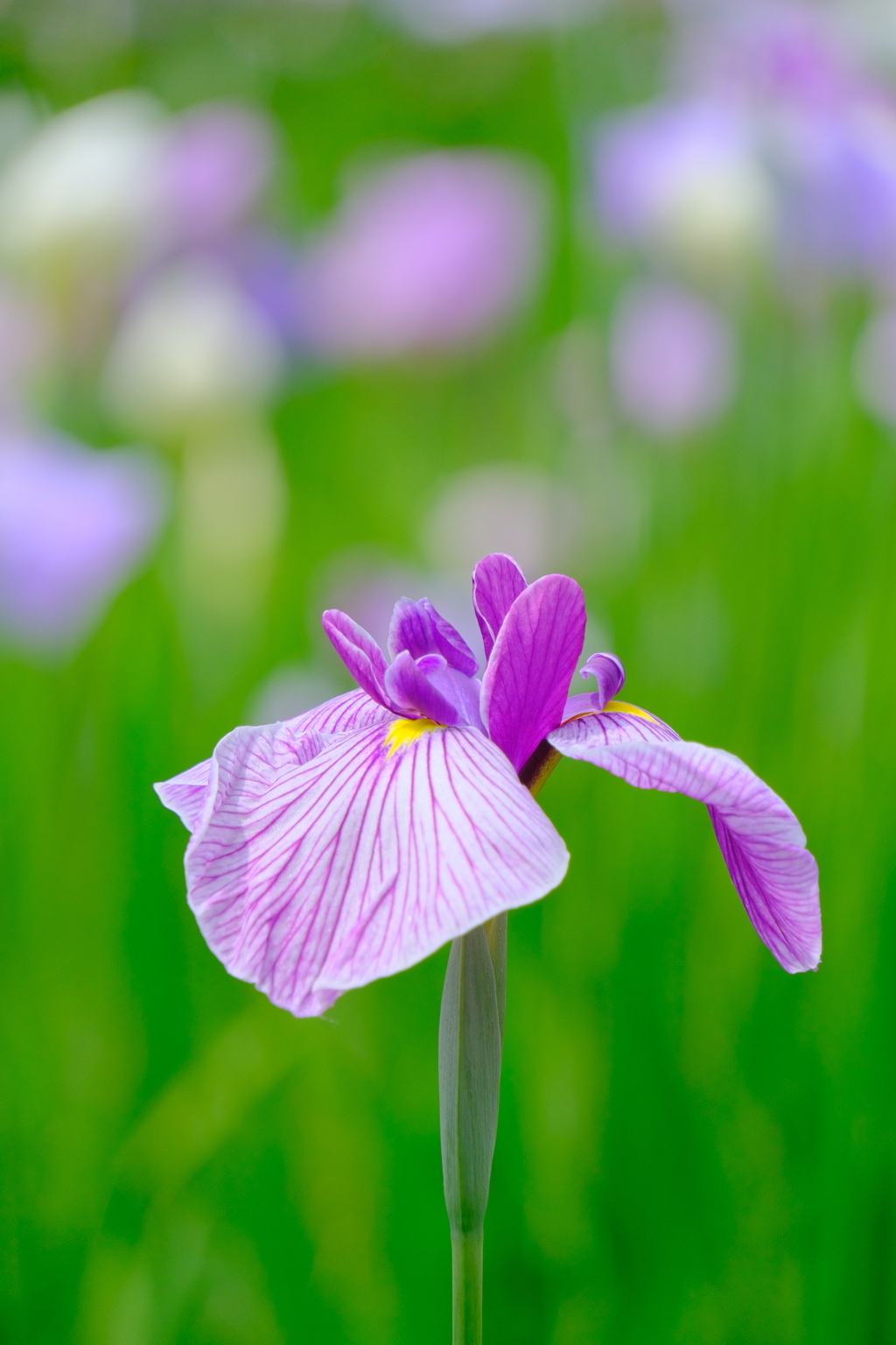 散歩の途中で。Ⅲ