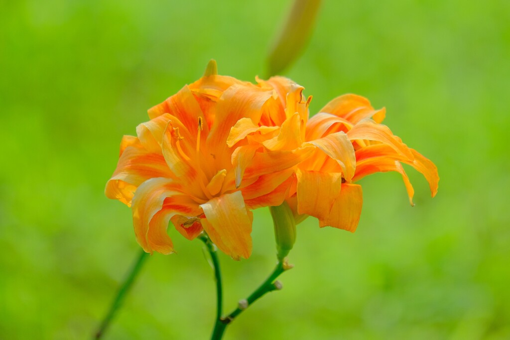 散歩の途中で。