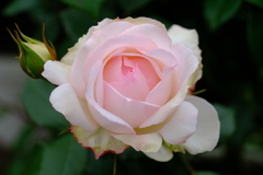 散歩の途中で。④