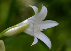 アフリカハマユウ