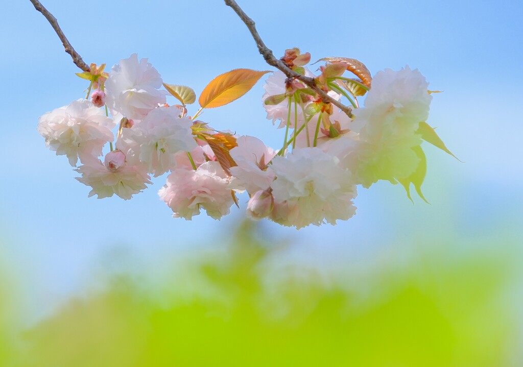 八重桜