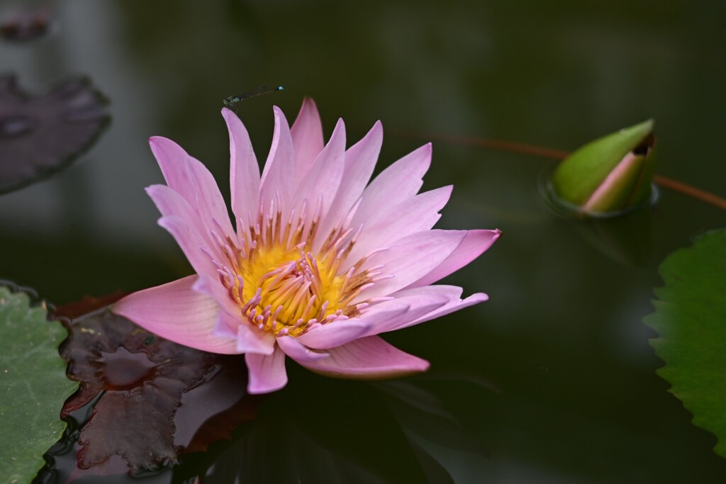 ネツタイスイレン