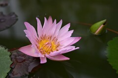 ネツタイスイレン