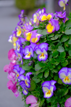 散歩の途中で。④