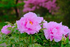 散歩の途中で。5