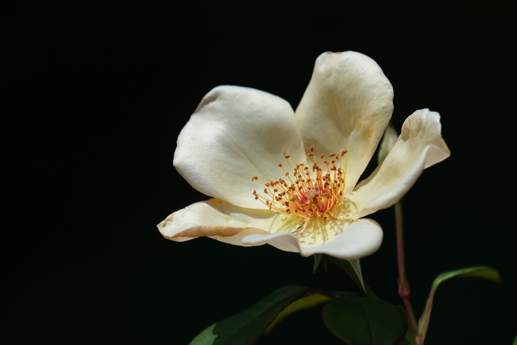 散歩の途中で。