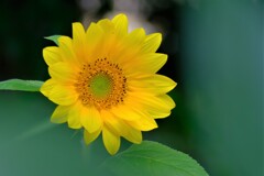 散歩の途中で。（５）