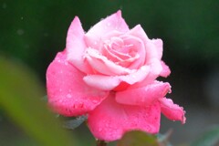 散歩の途中で。