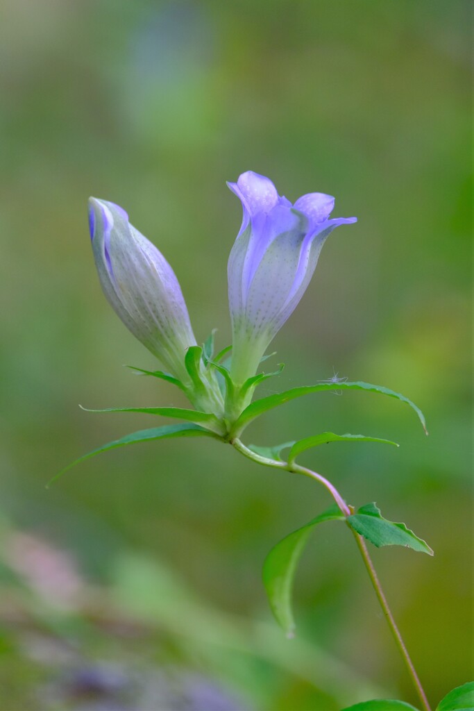 散歩の途中で。Ⅲ