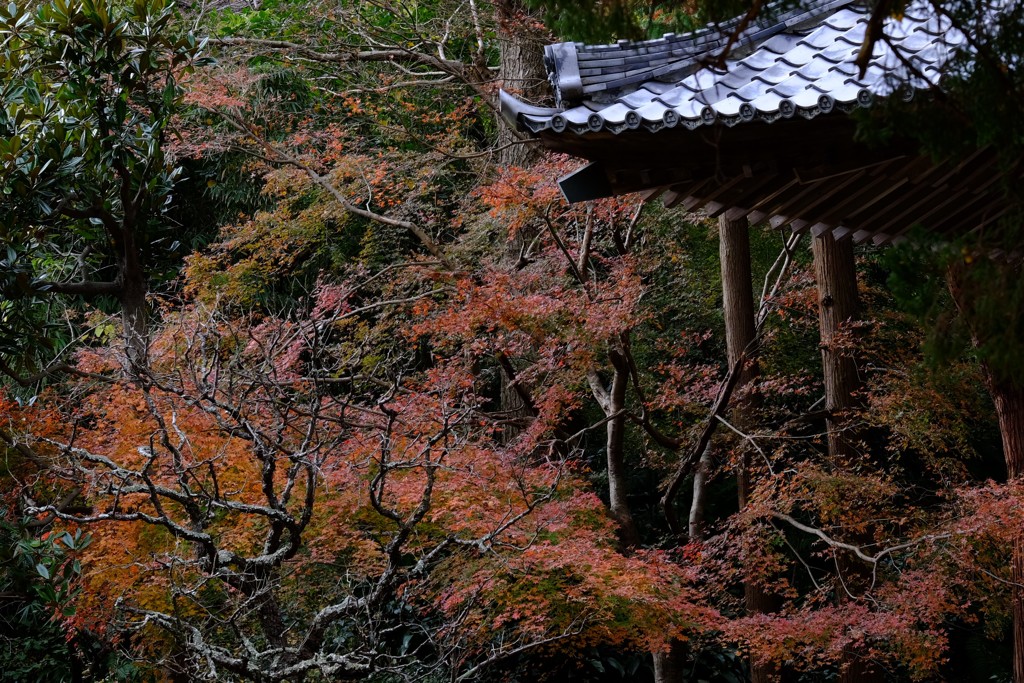 紅葉（浄智寺）
