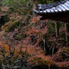 紅葉（浄智寺）