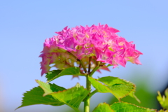 久しぶりの散歩。（１）