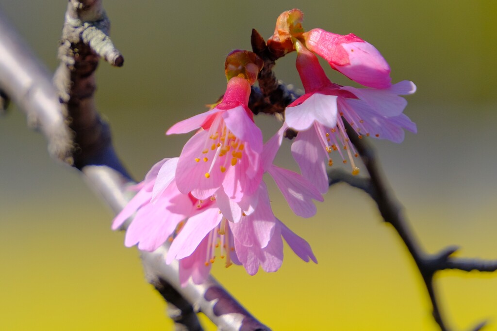 オカメ桜