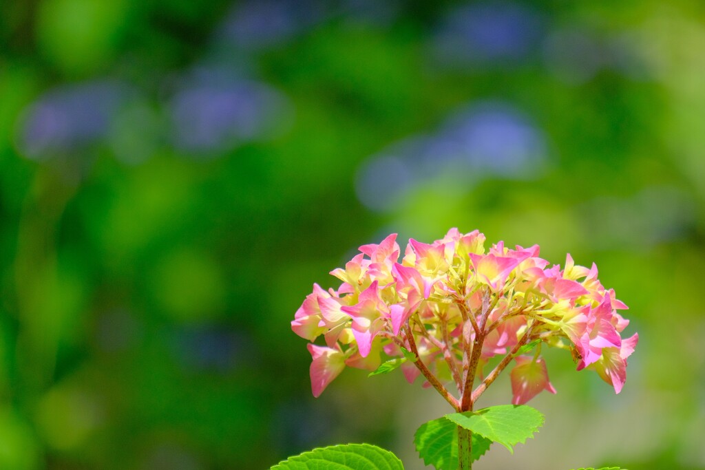  (6)散歩の途中で。6