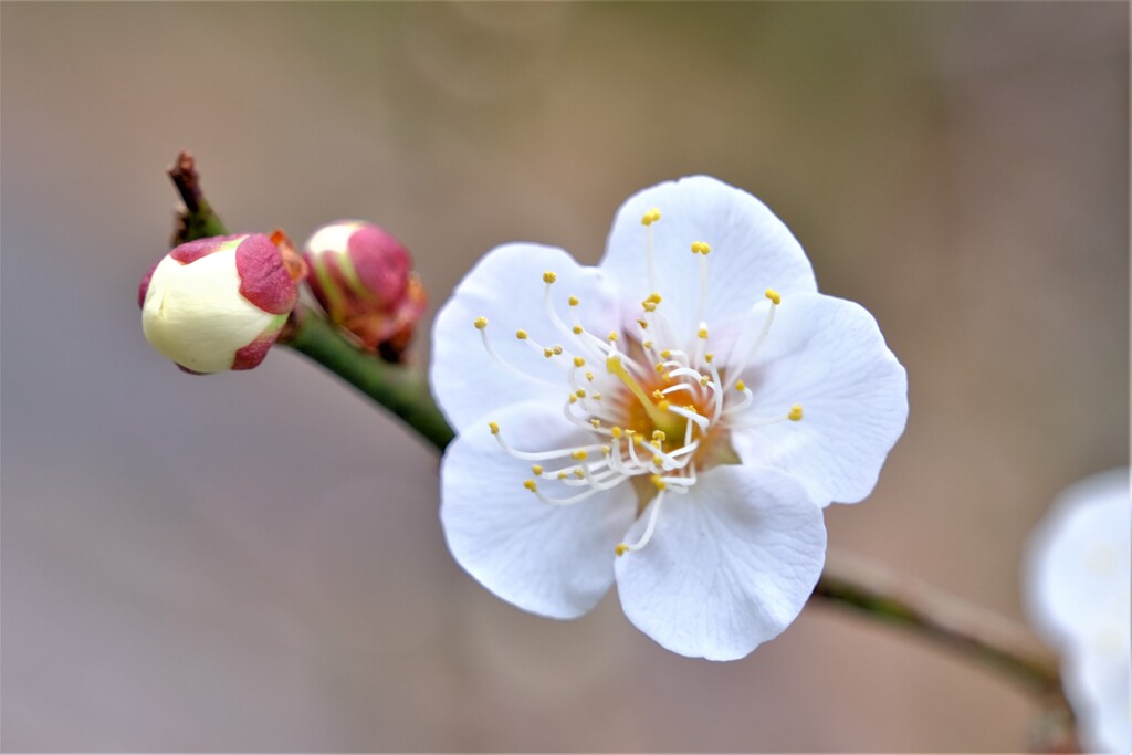 散歩の途中で。①