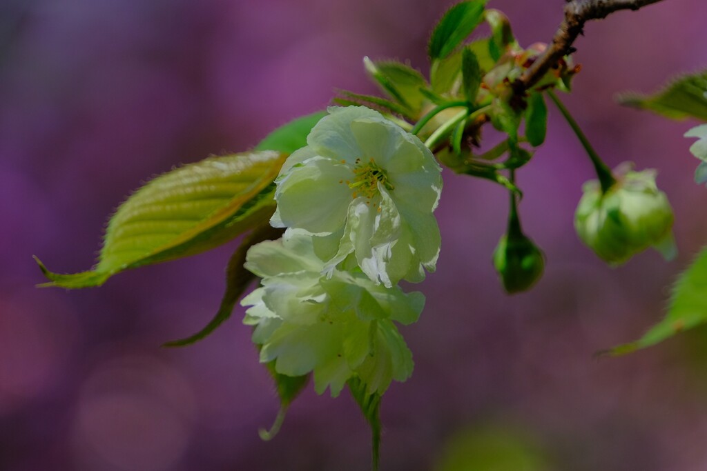 散歩の途中で。15