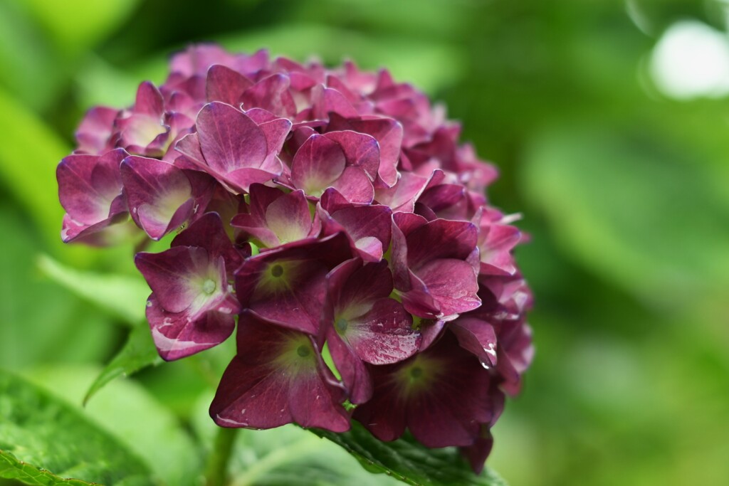 紫陽花