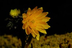 散歩の途中で。10