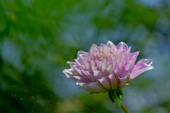 散歩の途中で。Ⅵ