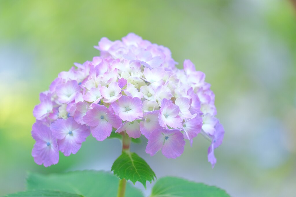 散歩の途中で。