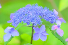 散歩の途中で。