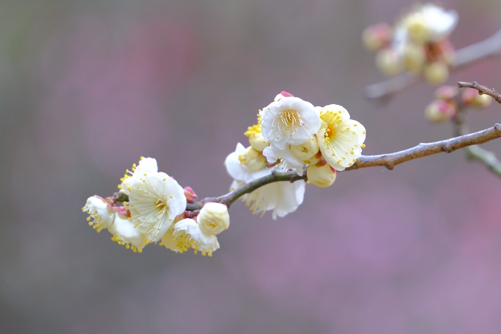 散歩の途中で。8