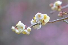 散歩の途中で。8