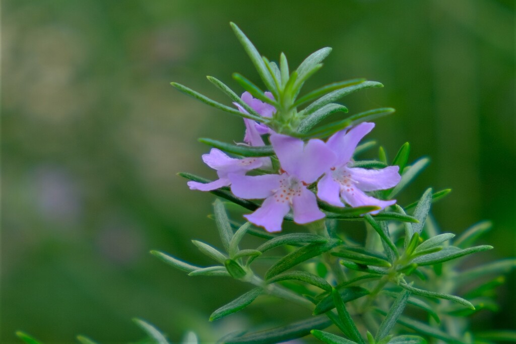 散歩の途中で。⑥