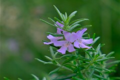 散歩の途中で。⑥