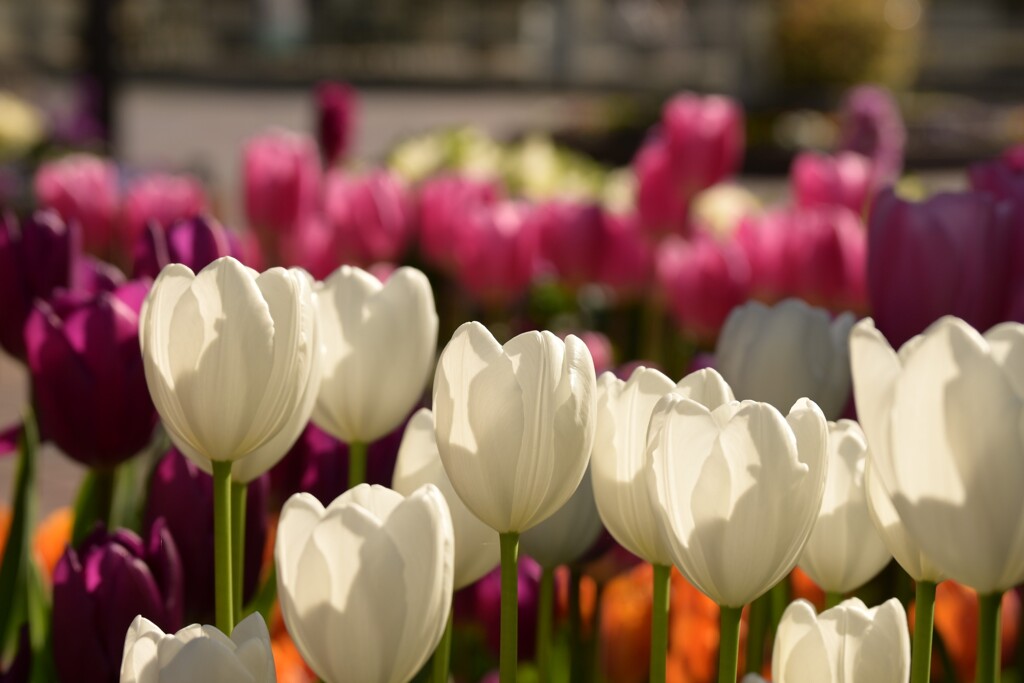 チューリップ-3